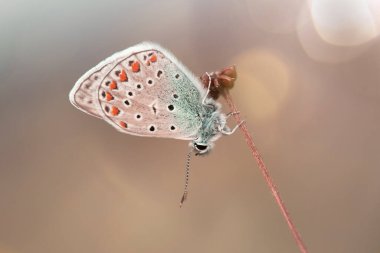 Renkli Polyommatus icarus kelebeği yaz çayırında, duvar kağıdında, dekorasyonda