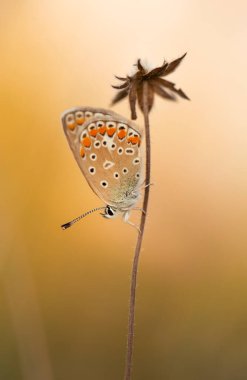 Renkli Polyommatus icarus kelebeği çayırdaki çimlerin arasında, duvar kağıdında