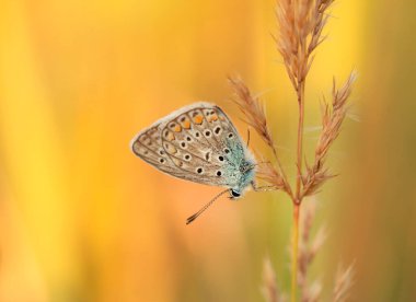 Renkli Polyommatus icarus kelebeği çayırdaki çimlerin arasında, duvar kağıdında