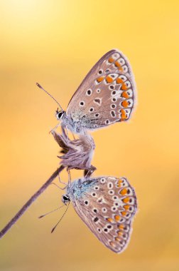 Renkli Polyommatus icarus kelebeği çayırdaki çimlerin arasında, duvar kağıdında