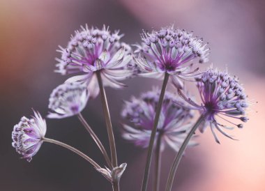 Pembe Astrantia çiçekleri, duvar kağıdı, dekorasyon.