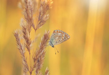  Kelebek Polyommatus otların arasında yaz çayırlarında, gün batımında, duvar kağıdında, dekorasyonda.