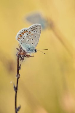 Renkli kelebek Polyommatus, çimlerin arasında yaz çayırlarında, gün batımında, duvar kağıdında.