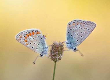 Bir çift Polyommatus icarus kelebeği otların arasında bir çayırda.