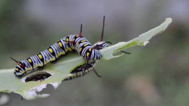 This video is about beautiful caterpillar.