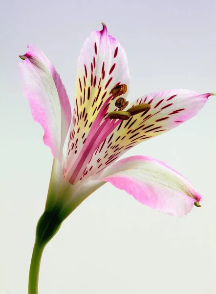 a closeup shot of a beautiful pink flower isolated on a white background