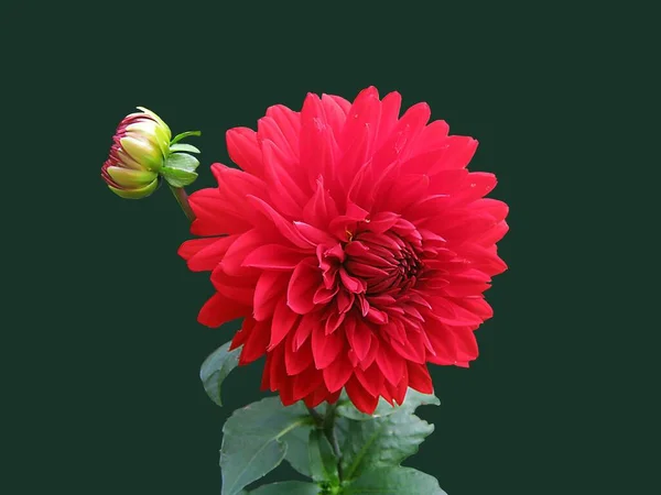 Beautiful Flower Red Background — Stock Photo, Image