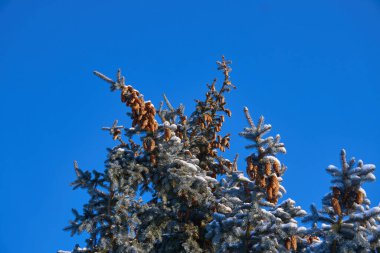 Kış mevsiminin dinginliğini ve ihtişamını ölümsüzleştiren bu fotoğraf koleksiyonu vasıtasıyla kışın büyüsünü keşfedin. Her resim eşsiz bir hikaye anlatıyor, zamanda donup kalmış..                               