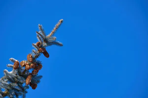 Kış mevsiminin dinginliğini ve ihtişamını ölümsüzleştiren bu fotoğraf koleksiyonu vasıtasıyla kışın büyüsünü keşfedin. Her resim eşsiz bir hikaye anlatıyor, zamanda donup kalmış.                               