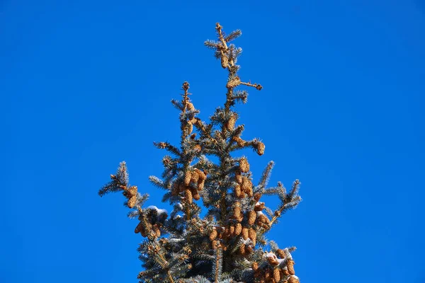 Kış mevsiminin dinginliğini ve ihtişamını ölümsüzleştiren bu fotoğraf koleksiyonu vasıtasıyla kışın büyüsünü keşfedin. Her resim eşsiz bir hikaye anlatıyor, zamanda donup kalmış..                               