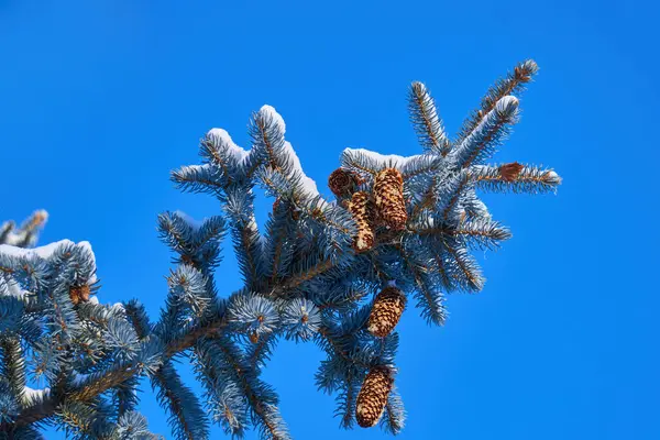 Kış mevsiminin dinginliğini ve ihtişamını ölümsüzleştiren bu fotoğraf koleksiyonu vasıtasıyla kışın büyüsünü keşfedin. Her resim eşsiz bir hikaye anlatıyor, zamanda donup kalmış..                               