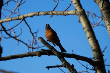 Bu fotoğraf çekimi, Amerikan bülbülünün doğal ortamındaki zarafetini ve güzelliğini yansıtıyor. Canlı tüylerinden büyüleyici davranışlarına kadar her görüntü bu kuşların canlı yaşamlarını ortaya çıkarıyor.                               