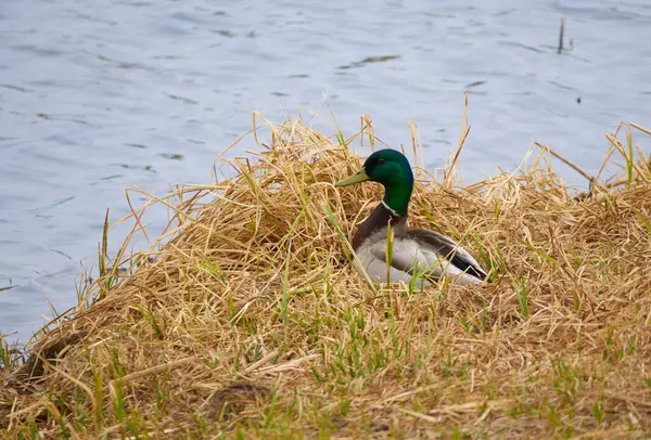 Sudaki Dinginlik: Görkemli Mallard Ördeği ile Bir Fotoğraf                               