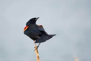 Çavuş Sparrow: Kanada 'nın vahşi doğasında Doğu Bluebird' ün Güzelliğini Yakalamak (Sialia sialis)                               
