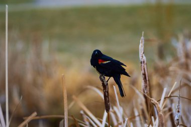 Çavuş Sparrow: Kanada 'nın vahşi doğasında Doğu Bluebird' ün Güzelliğini Yakalamak (Sialia sialis)                               