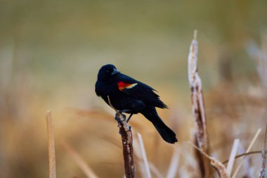 Çavuş Sparrow: Kanada 'nın vahşi doğasında Doğu Bluebird' ün Güzelliğini Yakalamak (Sialia sialis)                               