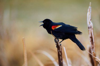 Çavuş Sparrow: Kanada 'nın vahşi doğasında Doğu Bluebird' ün Güzelliğini Yakalamak (Sialia sialis)                               