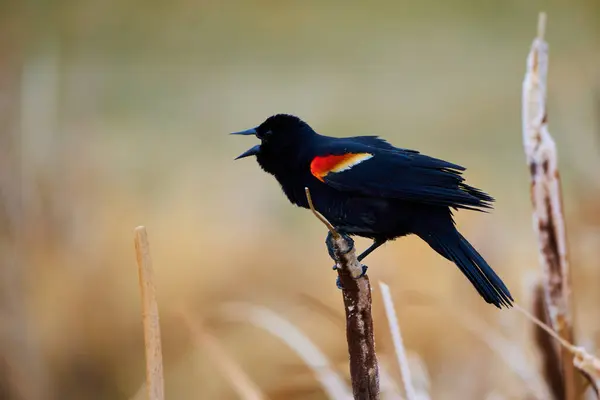 Çavuş Sparrow: Kanada 'nın vahşi doğasında Doğu Bluebird' ün Güzelliğini Yakalamak (Sialia sialis)                               