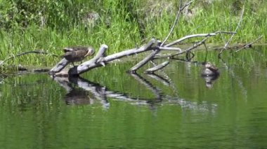 Gölde Gadwall ördeği, suda huzur içinde yüzüyor. Kuş yavaş çekimde gösterilir, zarif hareketlerini yakalar. Gadwall suda yiyecek ve yiyecek arar, gölette yiyecek ararken doğal davranışını gösterir..