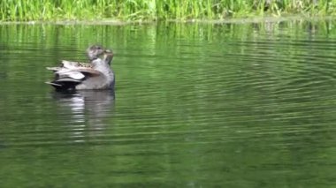 Gölde Gadwall ördeği, suda huzur içinde yüzüyor. Kuş yavaş çekimde gösterilir, zarif hareketlerini yakalar. Gadwall suda yiyecek ve yiyecek arar, gölette yiyecek ararken doğal davranışını gösterir..