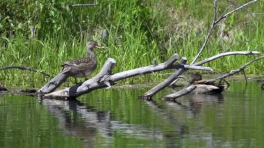 Gölde Gadwall ördeği, suda huzur içinde yüzüyor. Kuş yavaş çekimde gösterilir, zarif hareketlerini yakalar. Gadwall suda yiyecek ve yiyecek arar, gölette yiyecek ararken doğal davranışını gösterir..