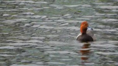 Gölette kızıl saçlı ördek, suda huzur içinde yüzüyor. Kuş yavaş çekimde gösterilir, zarif hareketlerini yakalar. Kızıl saçlı, suda yiyecek ve yiyecek arıyor. Gölette yiyecek ararken doğal davranışlarını gösteriyor.. 