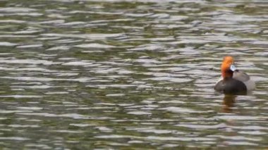 Gölette kızıl saçlı ördek, suda huzur içinde yüzüyor. Kuş yavaş çekimde gösterilir, zarif hareketlerini yakalar. Kızıl saçlı, suda yiyecek ve yiyecek arıyor. Gölette yiyecek ararken doğal davranışlarını gösteriyor.. 