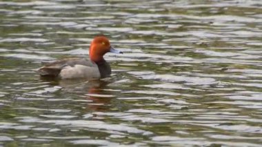 Gölette kızıl saçlı ördek, suda huzur içinde yüzüyor. Kuş yavaş çekimde gösterilir, zarif hareketlerini yakalar. Kızıl saçlı, suda yiyecek ve yiyecek arıyor. Gölette yiyecek ararken doğal davranışlarını gösteriyor.. 