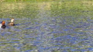 Gölette kızıl saçlı ördek, suda huzur içinde yüzüyor. Kuş yavaş çekimde gösterilir, zarif hareketlerini yakalar. Kızıl saçlı, suda yiyecek ve yiyecek arıyor. Gölette yiyecek ararken doğal davranışlarını gösteriyor.. 