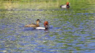 Gölette kızıl saçlı ördek, suda huzur içinde yüzüyor. Kuş yavaş çekimde gösterilir, zarif hareketlerini yakalar. Kızıl saçlı, suda yiyecek ve yiyecek arıyor. Gölette yiyecek ararken doğal davranışlarını gösteriyor.. 