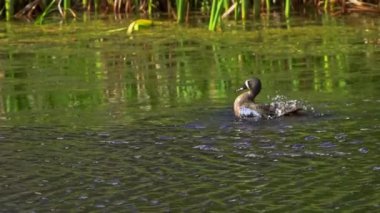 Mavi kanatlı Teal ördeği, sakin bir sulak alanda zarafetle süzülüyor. Yavaş çekim bataklıktaki güzelliğini ve doğal yiyecek arama davranışını yakalar..