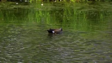 Mavi kanatlı Teal ördeği, sakin bir sulak alanda zarafetle süzülüyor. Yavaş çekim bataklıktaki güzelliğini ve doğal yiyecek arama davranışını yakalar..
