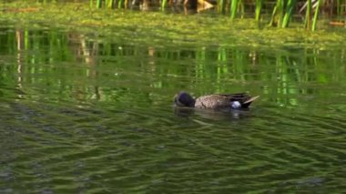 Mavi kanatlı Teal ördeği, sakin bir sulak alanda zarafetle süzülüyor. Yavaş çekim bataklıktaki güzelliğini ve doğal yiyecek arama davranışını yakalar..