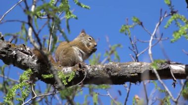Uzun bir çam ağacına tırmanmadan önce tohum toplayan canlı bir sincabı yerde koşarken izleyin. Bu kısa videolar sincabın doğal davranışını ve çevikliğini gösteriyor.. 
