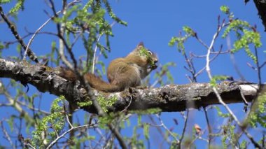 Uzun bir çam ağacına tırmanmadan önce tohum toplayan canlı bir sincabı yerde koşarken izleyin. Bu kısa videolar sincabın doğal davranışını ve çevikliğini gösteriyor.. 