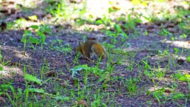 Uzun bir çam ağacına tırmanmadan önce tohum toplayan canlı bir sincabı yerde koşarken izleyin. Bu kısa videolar sincabın doğal davranışını ve çevikliğini gösteriyor.. 