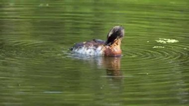  Kanada, Edmonton 'daki yemyeşil bir gölde bir çift boynuzlu yunus ve yavrularının hassas video serisi. Ebeveynliği, beslenmeyi ve yavrunun beceriksiz keşiflerini yakalar. Doğa ve vahşi yaşam projeleri için mükemmel..