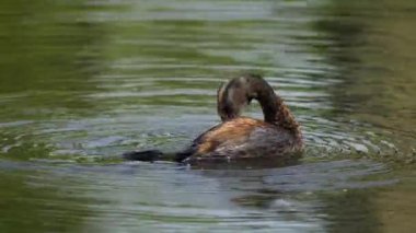  Kanada, Edmonton 'daki yemyeşil bir gölde bir çift boynuzlu yunus ve yavrularının hassas video serisi. Ebeveynliği, beslenmeyi ve yavrunun beceriksiz keşiflerini yakalar. Doğa ve vahşi yaşam projeleri için mükemmel..