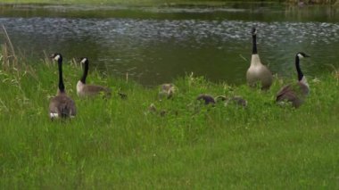 Kanadalı kaz ailesi ve onların yavruları yazın Kanada 'da bir gölde eğleniyorlar. Ağır çekimde çekilen bu video, kazların yüzerken, beslenirken ve yavrularına bakarken mahrem ve doğal anlarını yakalıyor..