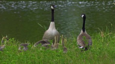 Kanadalı kaz ailesi ve onların yavruları yazın Kanada 'da bir gölde eğleniyorlar. Ağır çekimde çekilen bu video, kazların yüzerken, beslenirken ve yavrularına bakarken mahrem ve doğal anlarını yakalıyor..