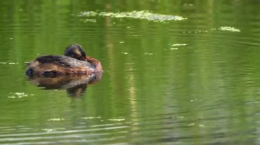 Kanada, Edmonton 'daki yemyeşil bir gölde bir Horned Grebe çifti ve yavrularının hassas video dizisi. Ebeveynliği, beslenmeyi ve yavrunun beceriksiz keşiflerini yakalar. Doğa ve vahşi yaşam projeleri için mükemmel..