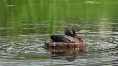 Kanada, Edmonton 'daki yemyeşil bir gölde bir Horned Grebe çifti ve yavrularının hassas video dizisi. Ebeveynliği, beslenmeyi ve yavrunun beceriksiz keşiflerini yakalar. Doğa ve vahşi yaşam projeleri için mükemmel..
