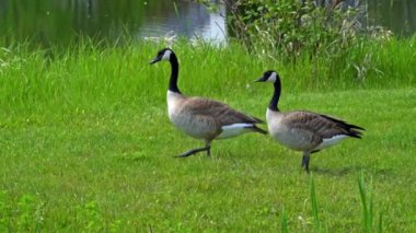 Kanadalı kaz ailesi ve onların yavruları yazın Kanada 'da bir gölde eğleniyorlar. Ağır çekimde çekilen bu video, kazların yüzerken, beslenirken ve yavrularına bakarken mahrem ve doğal anlarını yakalıyor..