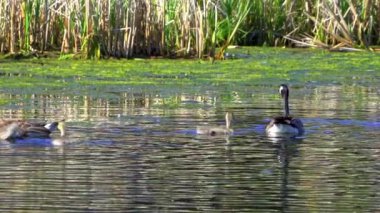 Kanadalı kaz ailesi ve onların yavruları yazın Kanada 'da bir gölde eğleniyorlar. Ağır çekimde çekilen bu video, kazların yüzerken, beslenirken ve yavrularına bakarken mahrem ve doğal anlarını yakalıyor.. 