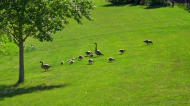 Kanadalı kaz ailesi ve onların yavruları yazın Kanada 'da bir gölde eğleniyorlar. Ağır çekimde çekilen bu video, kazların yüzerken, beslenirken ve yavrularına bakarken mahrem ve doğal anlarını yakalıyor.. 
