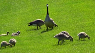 Kanadalı kaz ailesi ve onların yavruları yazın Kanada 'da bir gölde eğleniyorlar. Ağır çekimde çekilen bu video, kazların yüzerken, beslenirken ve yavrularına bakarken mahrem ve doğal anlarını yakalıyor.. 