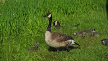 Kanadalı kaz ailesi ve onların yavruları yazın Kanada 'da bir gölde eğleniyorlar. Ağır çekimde çekilen bu video, kazların yüzerken, beslenirken ve yavrularına bakarken mahrem ve doğal anlarını yakalıyor.. 