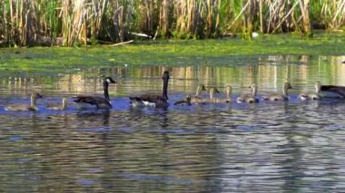Kanadalı kaz ailesi ve onların yavruları yazın Kanada 'da bir gölde eğleniyorlar. Ağır çekimde çekilen bu video, kazların yüzerken, beslenirken ve yavrularına bakarken mahrem ve doğal anlarını yakalıyor.. 