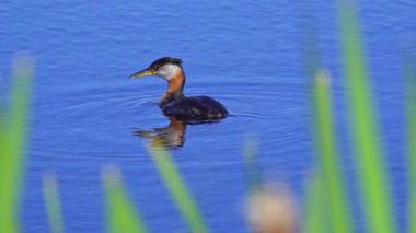 Kızıl boyunlu yunus ailesi bir gölün ortasında yuva yapıyor ve erkek yüzüyor. Ağır çekimde çekilen bu video, yuvalarına yönelip birbirleriyle etkileşim kuran yırtıcıların doğal ve mahrem davranışlarını yakalar..