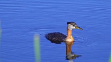 Kızıl boyunlu yunus ailesi bir gölün ortasında yuva yapıyor ve erkek yüzüyor. Ağır çekimde çekilen bu video, yuvalarına yönelip birbirleriyle etkileşim kuran yırtıcıların doğal ve mahrem davranışlarını yakalar..